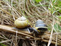 Cepaea nemoralis, Brown-lipped Snail