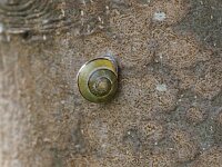 Cepaea nemoralis 11, Zwartgerande tuinslak, Saxifraga-Rudmer Zwerver