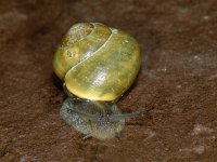 Cepaea nemoralis01 #07838 : Cepaea nemoralis, Brown-lipped snail, Gewone tuinslak