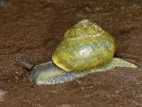 Cepaea nemoralis 01 #07839 : Cepaea nemoralis, Brown-lipped snail, Gewone tuinslak