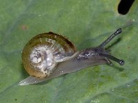 Cepaea nemoralis #04396 : Cepaea nemoralis, Brown-lipped snail, Gewone tuinslak, juveniel