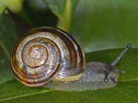 Cepaea nemoralis #07879 : Cepaea nemoralis, Brown-lipped snail, Gewone tuinslak