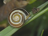 Cepaea nemoralis #08063 : Cepaea nemoralis, Brown-lipped snail, Gewone tuinslak