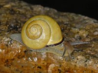 Cepaea nemoralis #08534 : Cepaea nemoralis, Brown-lipped snail, Gewone tuinslak, Juveniel