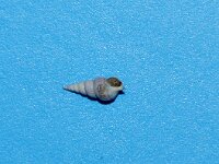 Graphis albida