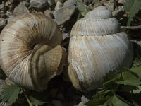 Helix pomatia, Edible Snail