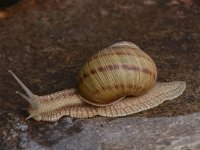 Helix pomatia 15, Wijngaardslak, Saxifraga-Harry Jans  Helix pomatia (Burgundy snail) : Animals