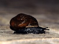 Leptaxis undata