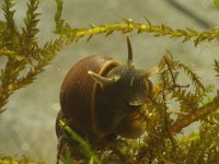 Lymnaea palustris, Marsh Snail