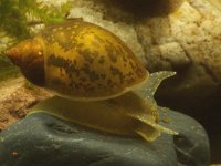 Lymnaea peregra, Wandering Snail