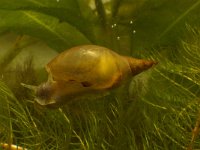 Lymnaea stagnalis, Great Pond Snail