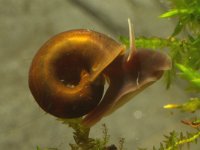 Planorbarius corneus, Great Ramshorn Snail
