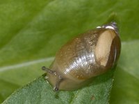Succinea putris, Amber Snail