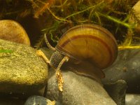 Viviparus contectus, Listers River Snail