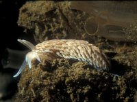 Aeolidiella glauca, Small Grey Seaslug