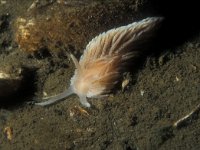 Aeolidiella glauca 2, Kleine vlokkige zeenaaktslak, Saxifraga-Eric Gibcus