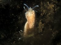 Aeolidiella glauca 6, Kleine vlokkige zeenaaktslak, Saxifraga-Eric Gibcus