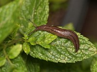 Ambigolimax valentianus 2, Spaanse aardslak, Saxifraga-Tom Heijnen