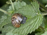 Arianta arbustorum #03387 : Arianta arbustorum, Copse snail, Heesterslak, juveniel