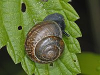 Arianta arbustorum #08297 : Arianta arbustorum, Copse snail, Heesterslak, Subadult