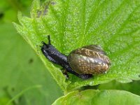 Arianta arbustorum N2175  Heesterslak; Arianta arbustorum; Juveniel Diffelen op 12 mei 2012 : Arianta arbustorum, Heesterslak