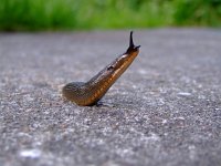 Arion rufus, European Red Slug