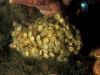 Buccinum undatum, Common Whelk