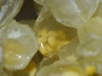 Buccinum undatum 17, Wulk, eggs, Saxifraga-Foto Fitis-Sytske Dijksen