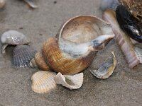 Buccinum undatum 20, Wulk, Saxifraga-Foto Fitis-Sytske Dijksen
