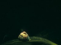 Calliostoma zizphinum, Painted Top Shell