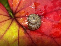 Candidula intersecta, Wrinkled Dune Snail