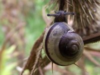 Cepaea hortensis