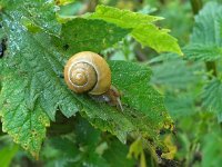 Cepaea hortensis 2, Saxifraga-Ab H Baas