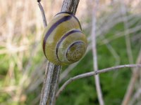 Cepaea nemoralis 17, Gewone tuinslak, Saxifraga-Peter Meininger