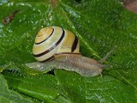 Cepaea nemoralis 20, Gewone tuinslak, Saxifraga-Ab H Baas