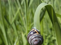 Grove snail or Brown-lipped snail (Cepaea nemoralis) on reed leaf  Grove snail or Brown-lipped snail (Cepaea nemoralis) on read leaf : animal, banded, brown, Brown-lipped snail, Cepaea nemoralis, Grove snail, land snail, mollusc, mollusca, natural, nature, snail, wildlife, yellow