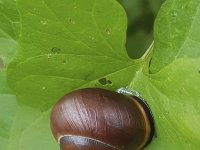 Zwartgerande tuinslak Cepaea nemoralis