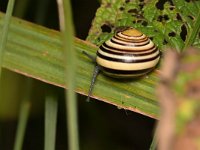 Cepaea nemoralis 23, Zwartgerande tuinslak, Saxifraga-Tom Heijnen