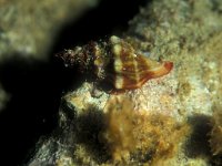 Charonia rubicunda