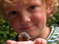 Cornu aspersum, Brown Garden Snail