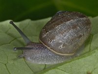 Cornu aspersum #02611 : Cornu aspersum, Garden snail, Segrijnslak