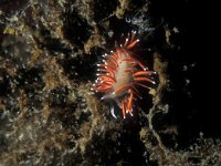 Coryphella gracilis