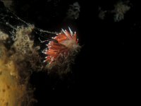 Coryphella gracilis 2, Slanke waaierslak, Saxifraga-Eric Gibcus