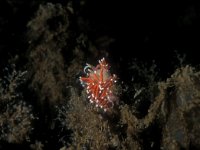 Coryphella gracilis 3, Slanke waaierslak, Saxifraga-Eric Gibcus