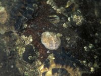 Crepidula fornicata, Slipper Limpet