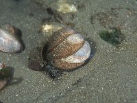 Crepidula fornicata 3, Muiltje, Saxifraga-Eric Gibcus