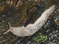 Deroceras cf reticulatum #05503 : Deroceras cf reticulatum, Grey garden slug, Gevlekte akkerslak