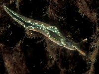 Elysia viridis 11, Groene wierslak, Saxifraga-Eric Gibcus