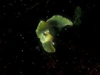 Elysia viridis 12, Groene wierslak, Saxifraga-Eric Gibcus