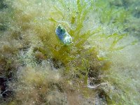 Elysia viridis 14, Groene wierslak, Saxifraga-Tom Heijnen